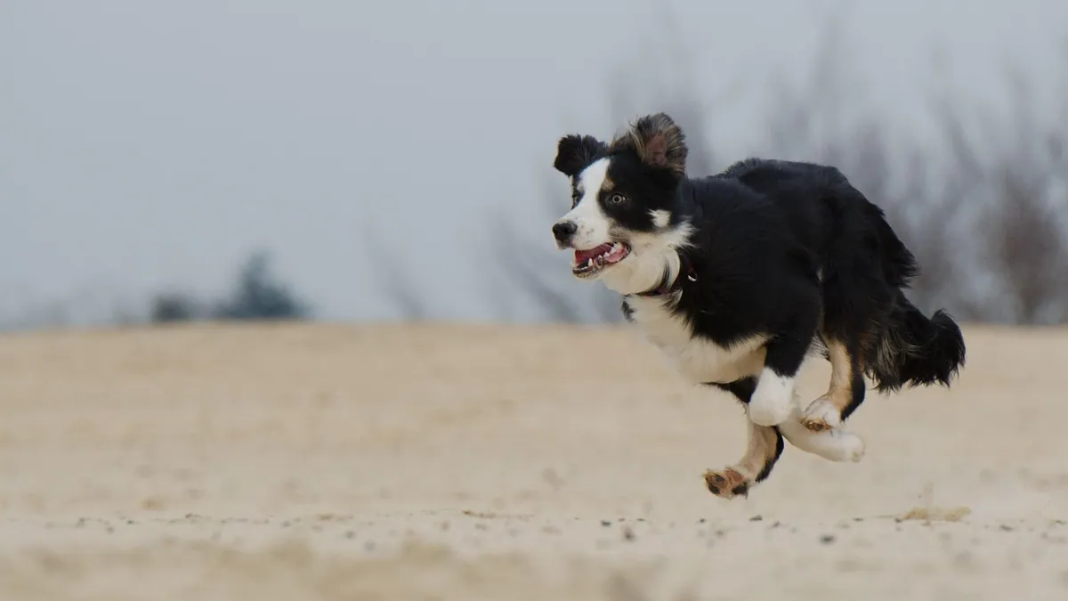 Dog Throwing Up After Zoomies: Why It Happens