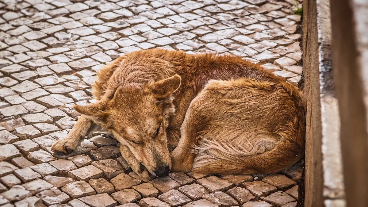 Dog Vomiting and Lethargic: When It Is an Emergency