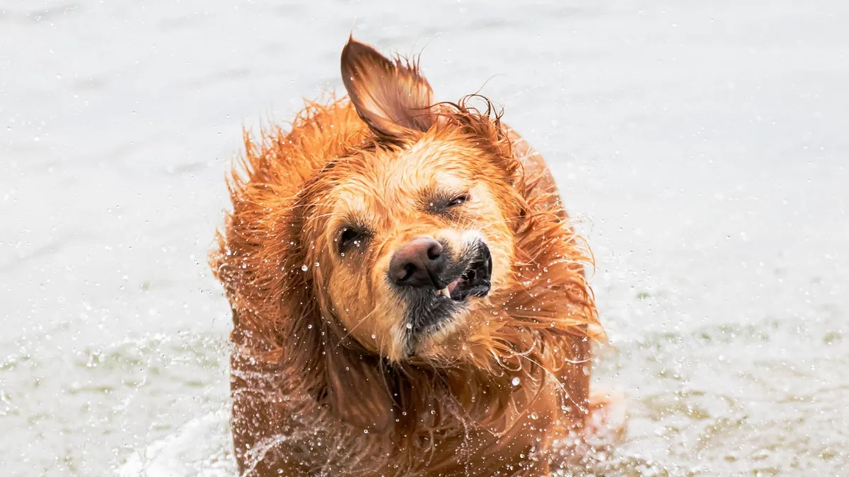 Dog Throwing Up and Quivering: Causes and Next Steps
