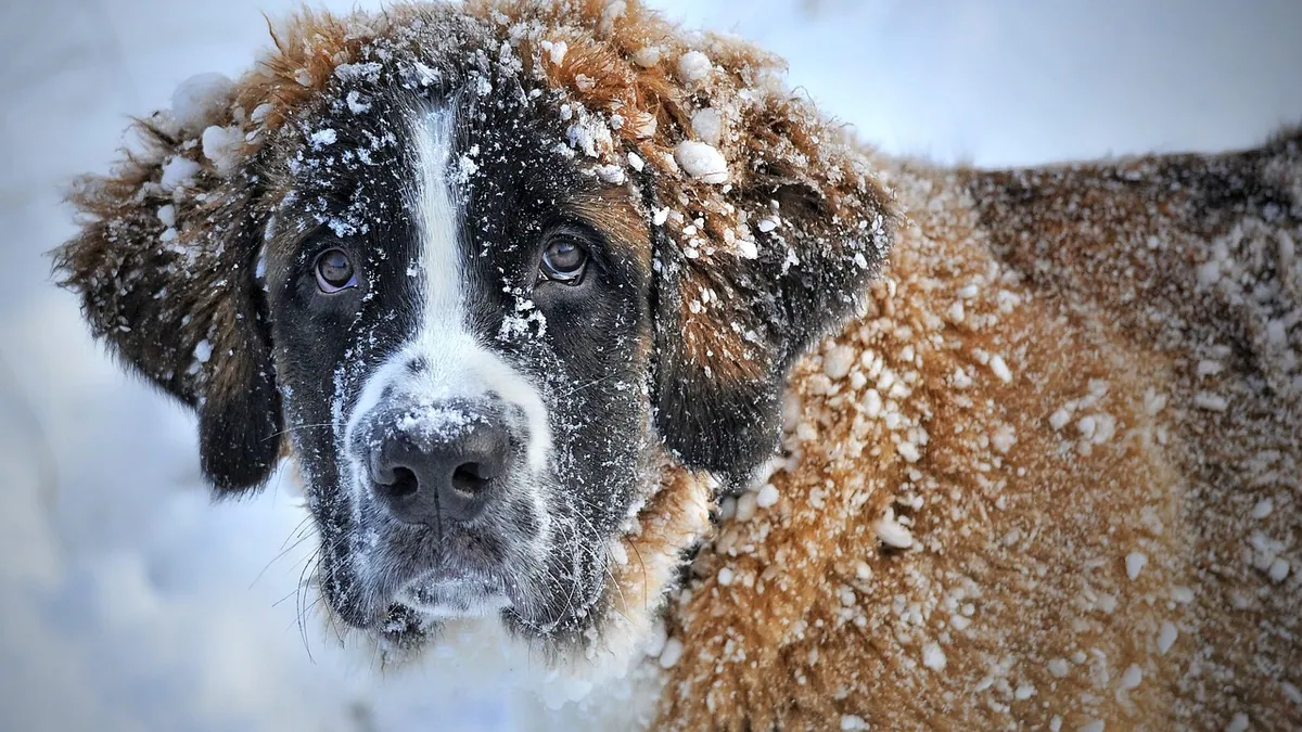 Dog Throwing Up Brown Liquid: What It Means