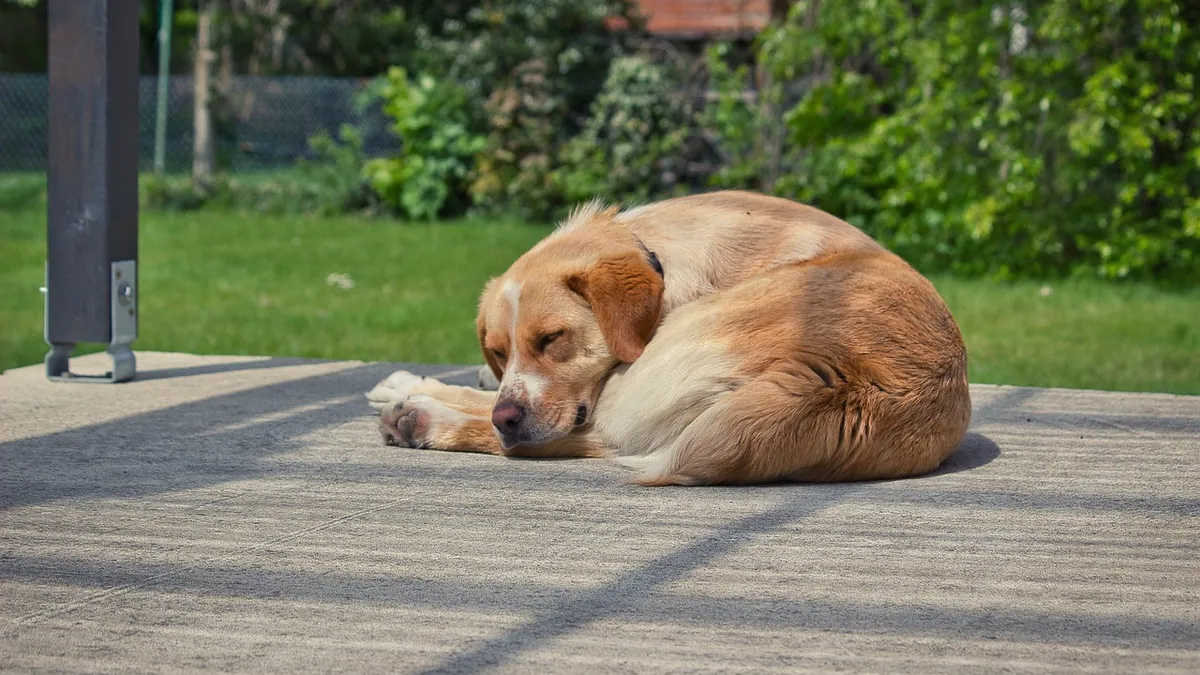 Dog Vulva Infection and Yeast: Home Care and Vet Treatment