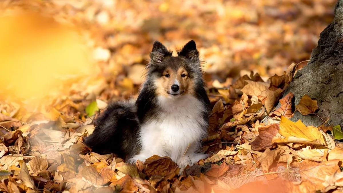 Vulvar Tumors in Dogs: Signs, Diagnosis, and Care