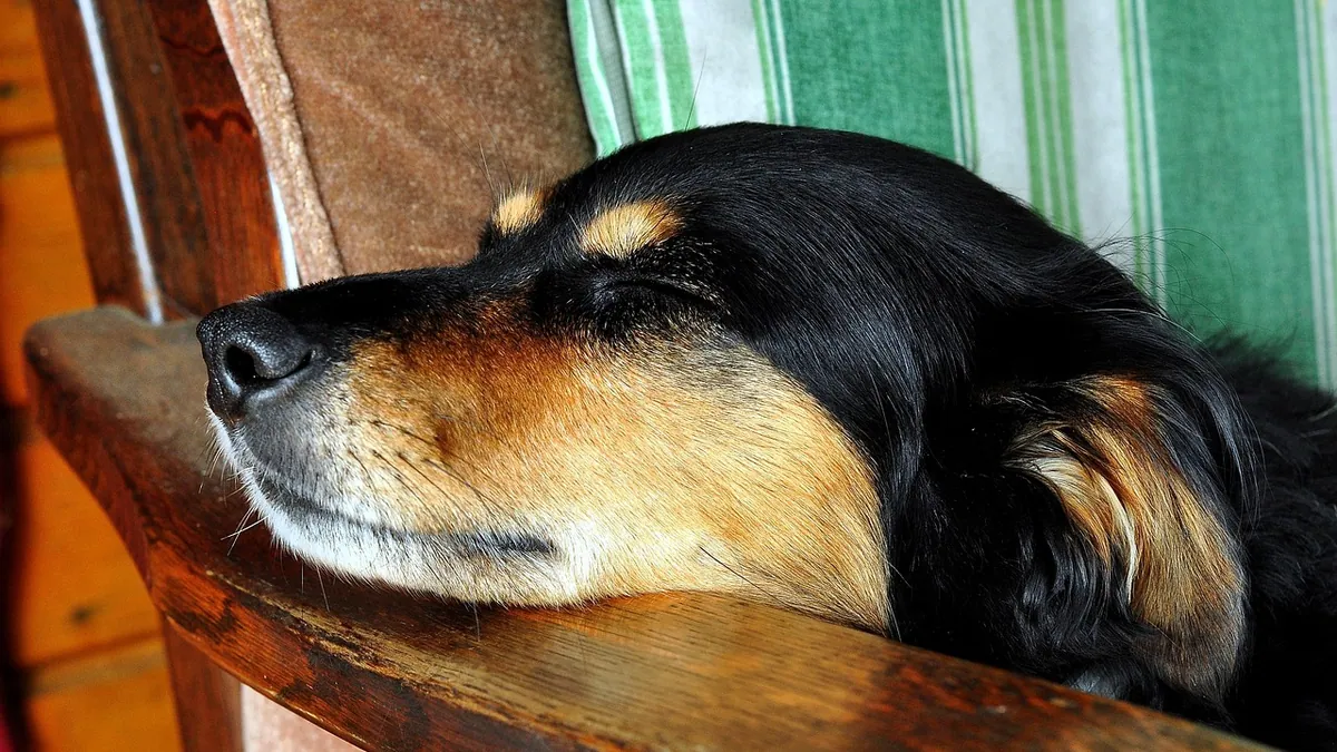 Why Is My Dog Wagging His Tail in His Sleep?
