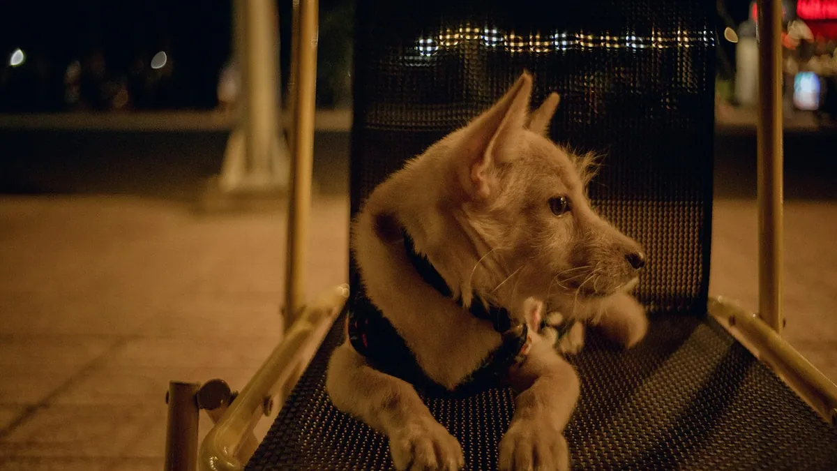 My Dog Keeps Waking Me Up at Night: Causes and Solutions