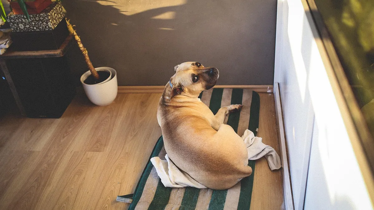 How to Stop Your Dog Waking You Up Too Early