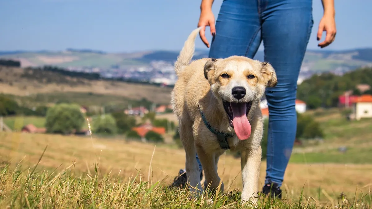 Why Is My Dog Walking Sideways or Not Straight?