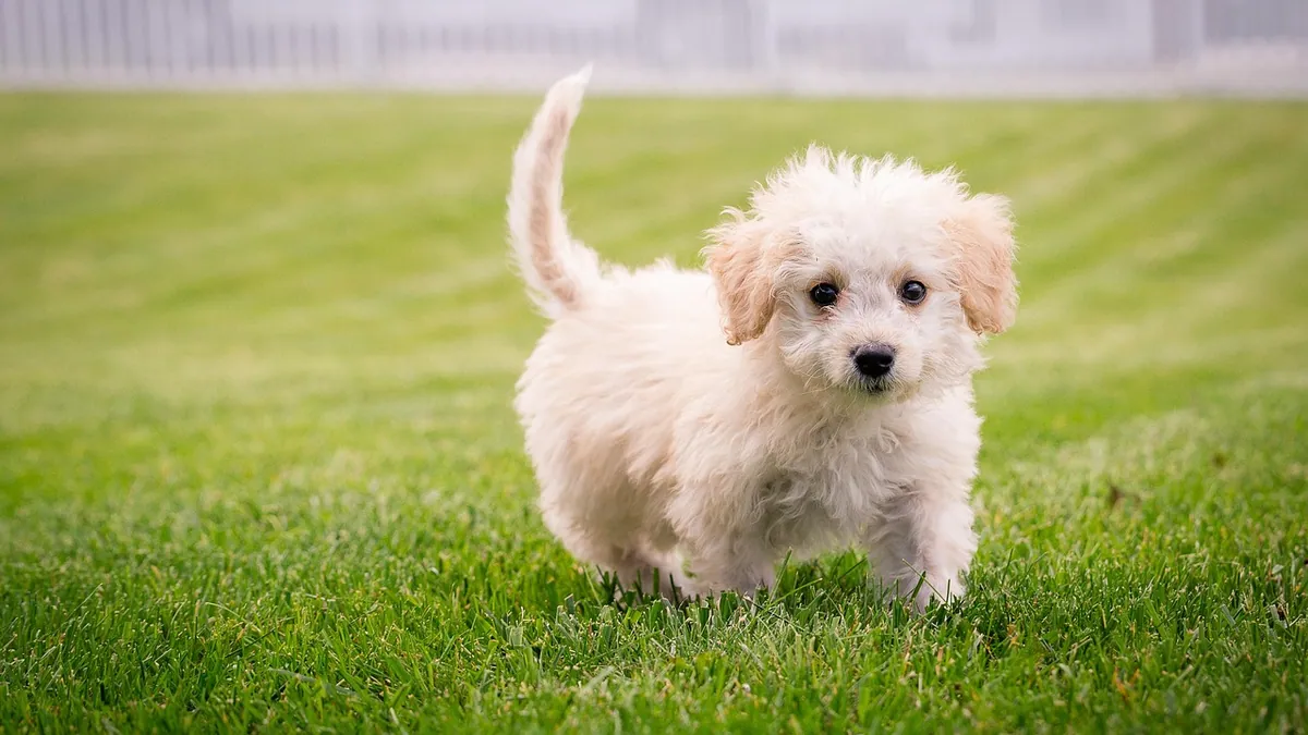 Why Does My Dog Walk While Pooping?