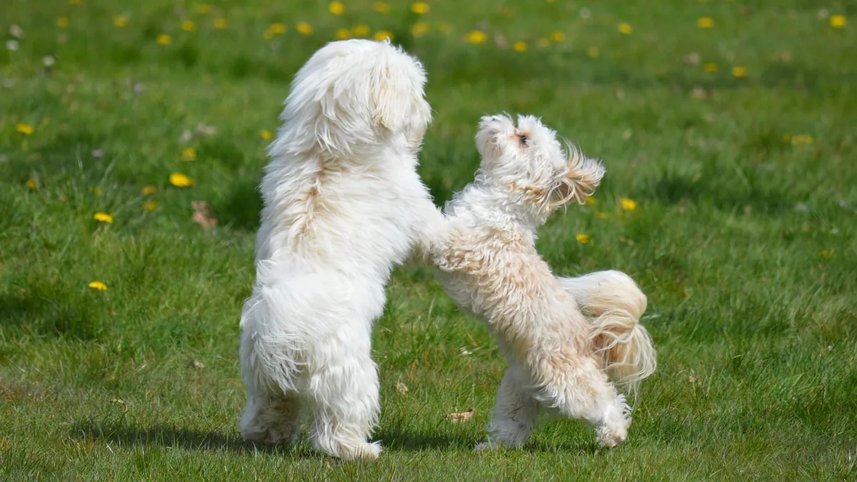How to Tell If Your Dog Wants Another Dog in the Home
