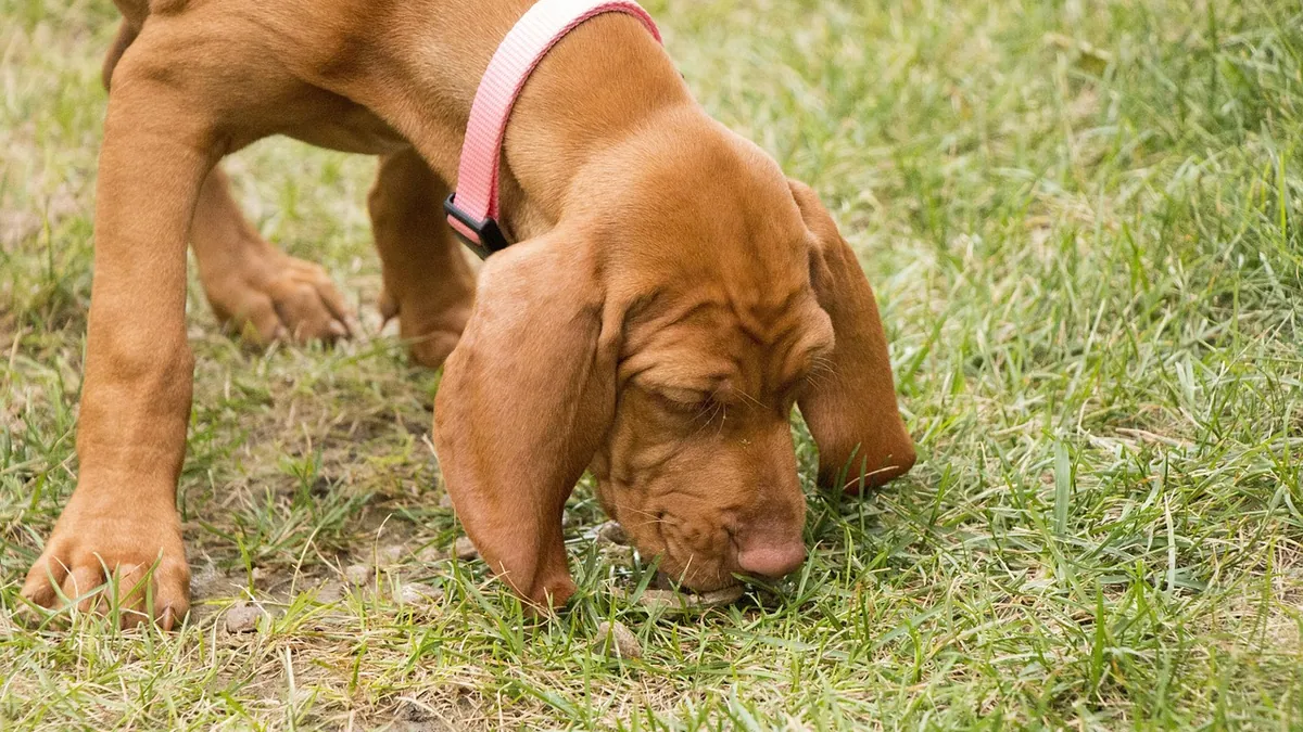 Watery Diarrhea in Dogs: Causes of Liquid Stool and What to Do