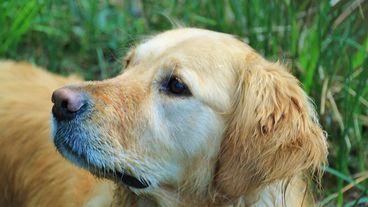 Weeping Lump or Sore on Your Dog's Skin