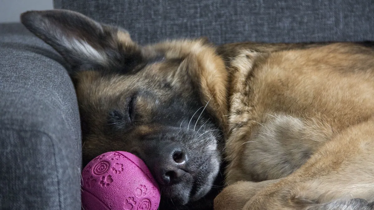Wheezing in Dogs While Sleeping: Normal or a Problem?