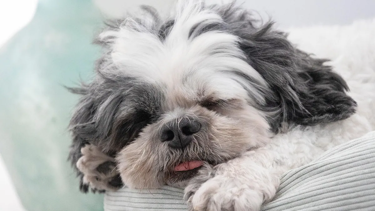 Why Is My Dog Whimpering in His Sleep? Dreaming or Pain