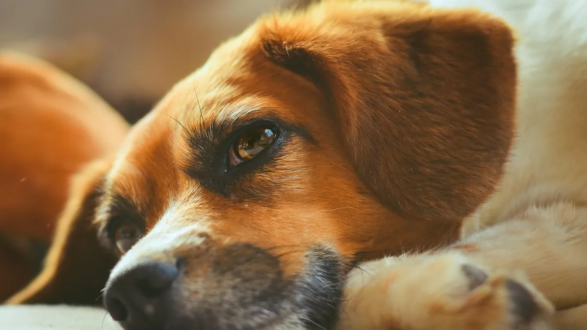 Dog Whining and Breathing Oddly After Sedation