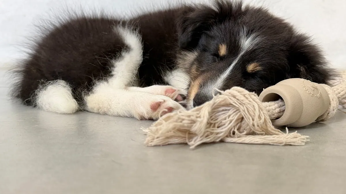 Dog Whining After Surgery: What's Normal and What's Not