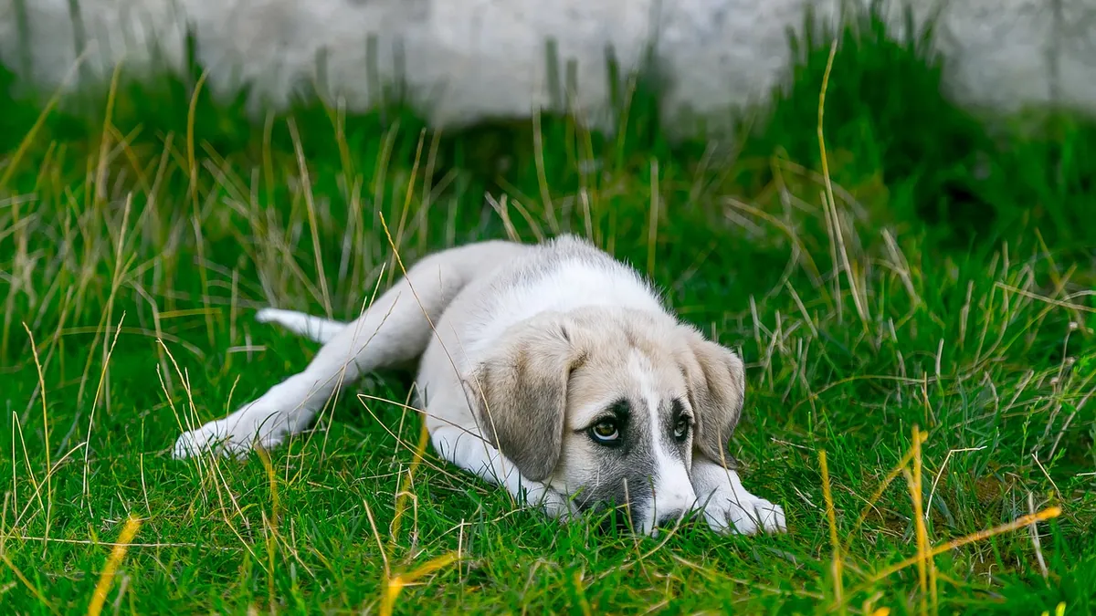 Dog Crying or Whining After an X-Ray: Causes and Care