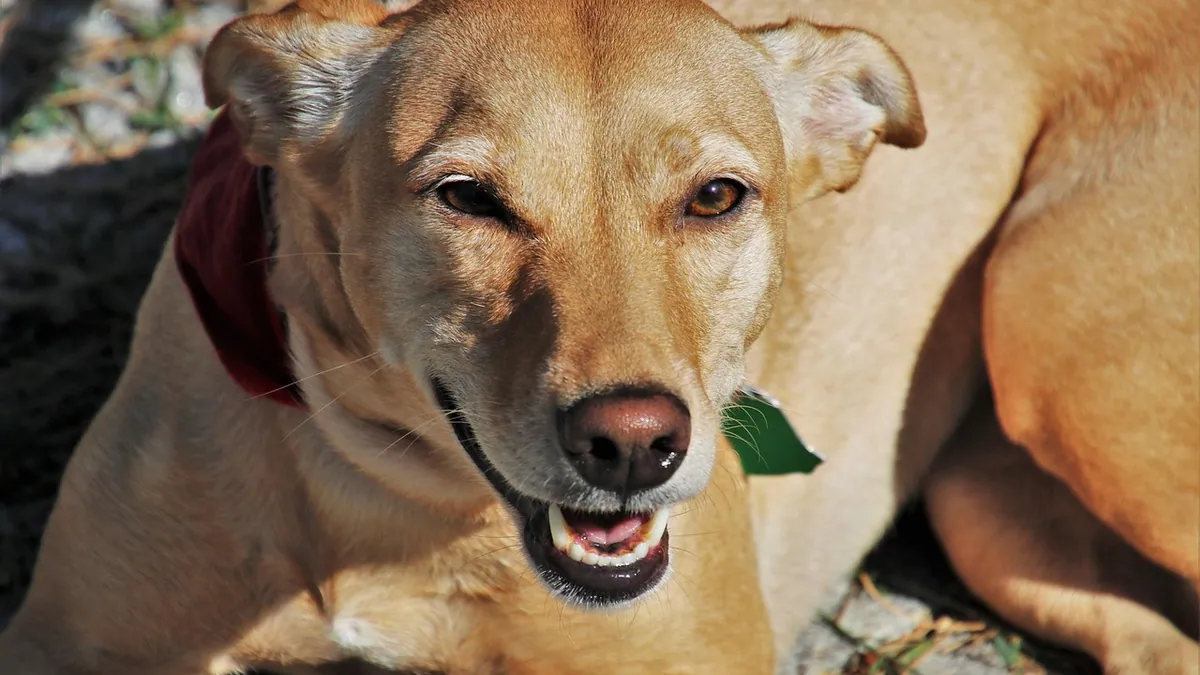 Dog Won't Open His Mouth: Causes and What to Do