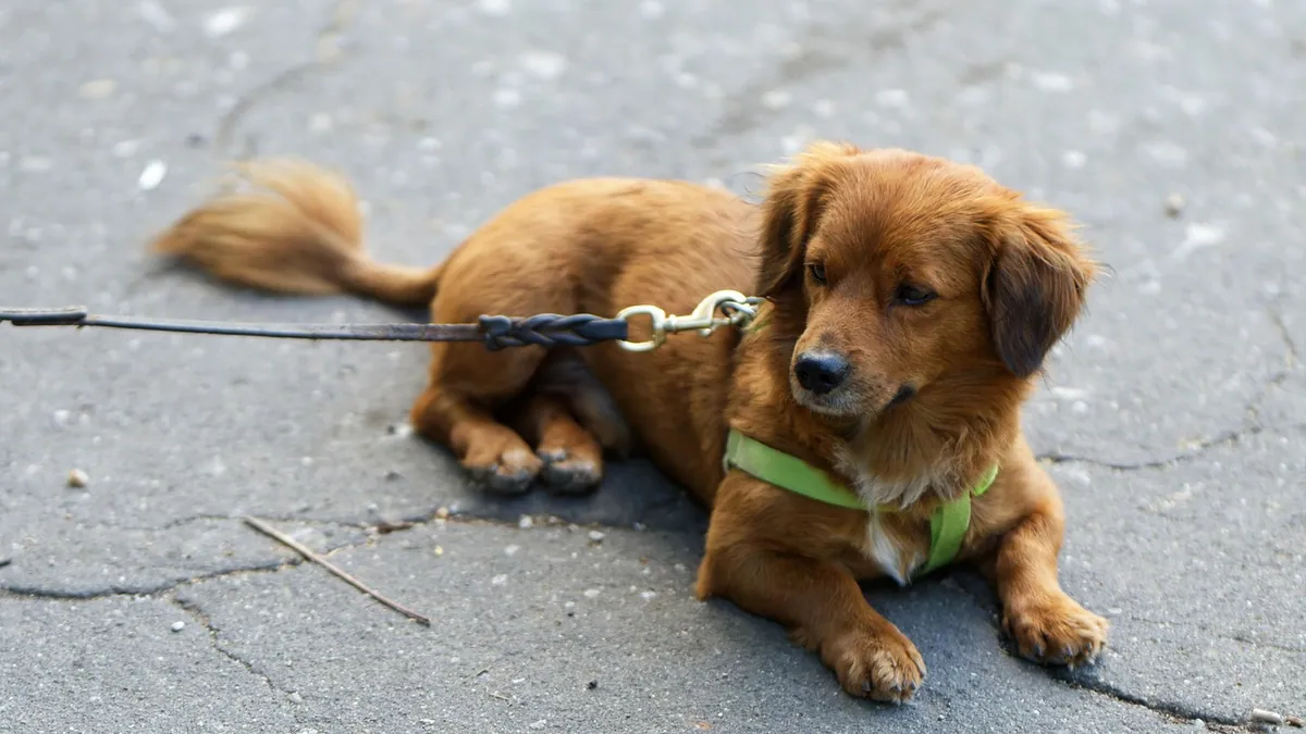 Dog Won't Walk on Leash: Causes and Training Steps