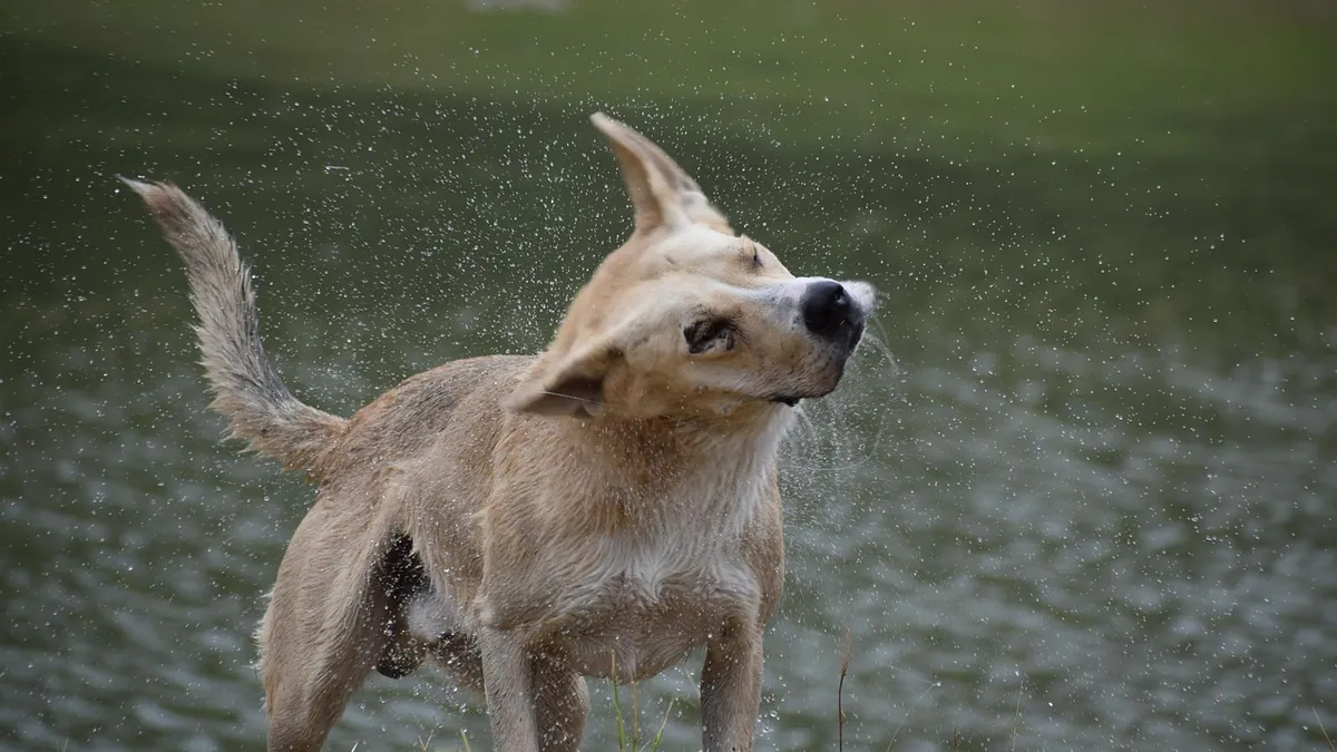 Why Is My Dog Yelping in Pain Randomly and Shaking?