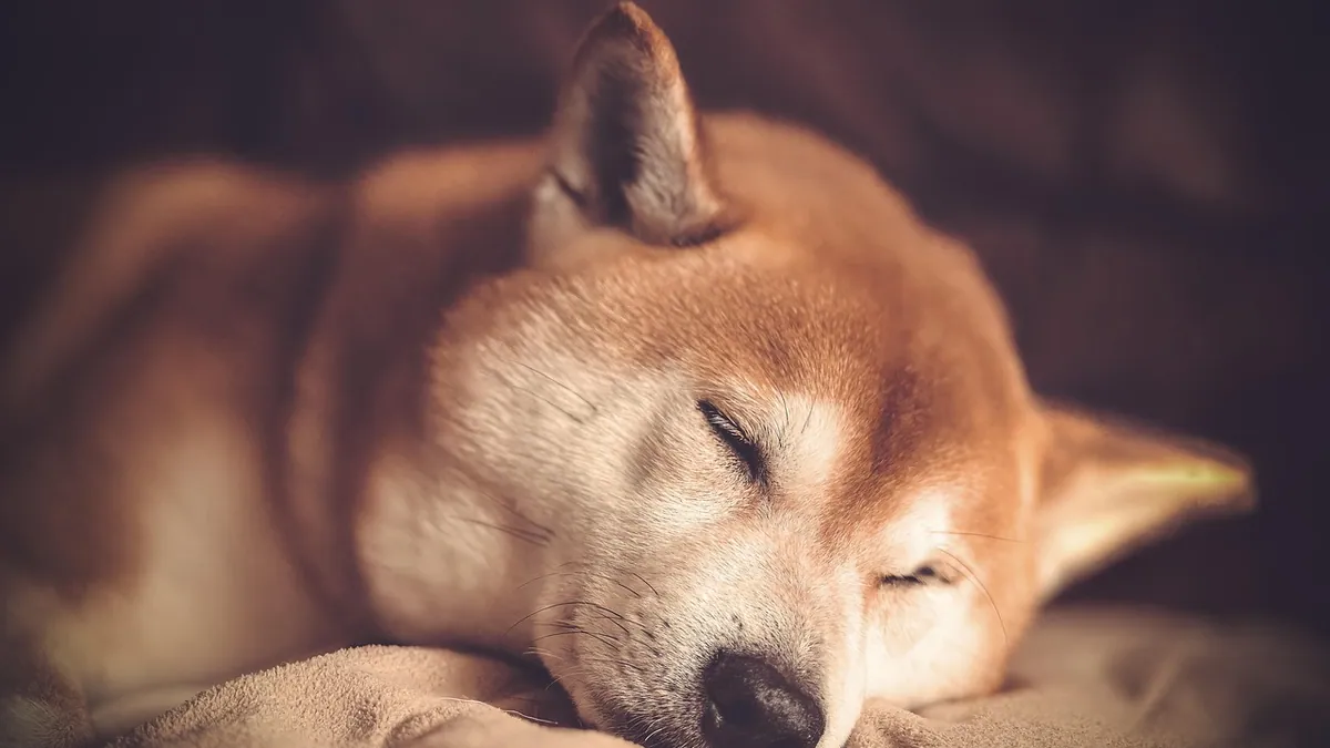 Why Is My Dog Yelping in His Sleep? Is It Normal?