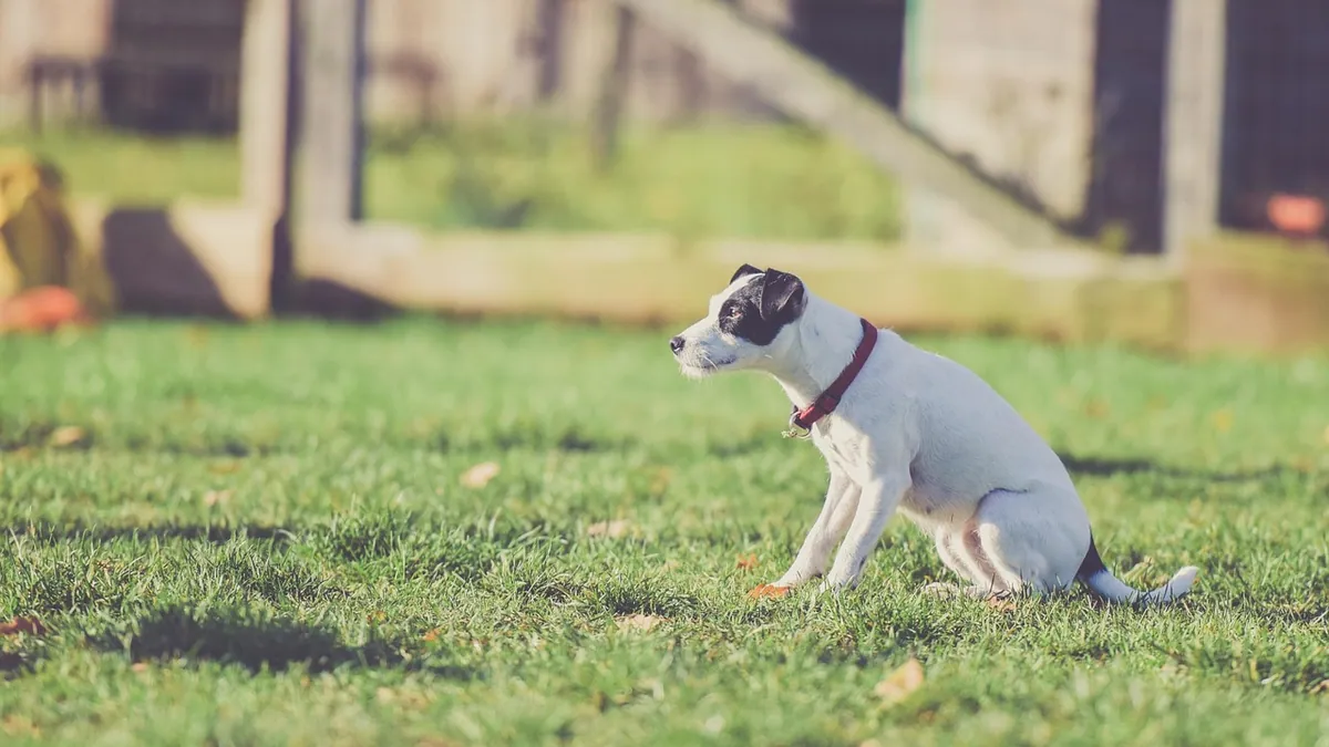 Why Is My Dog Yelping When He Poops? Causes and Relief