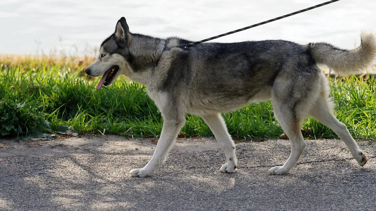 Why Does My Dog Zig Zag When Walking?