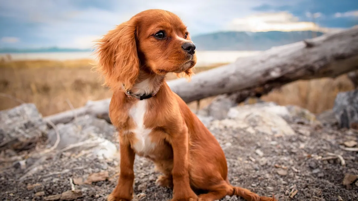 Why Is My Dog Zoning Out? When Staring Is a Concern