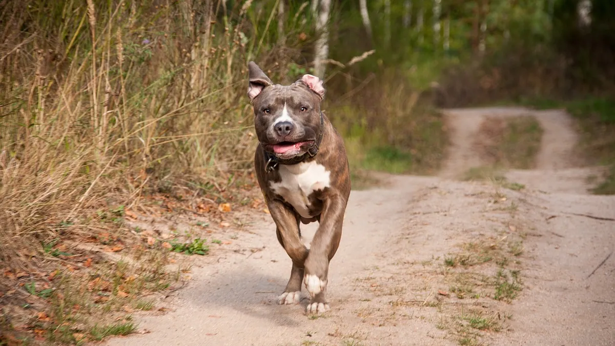 Dog Zoomies After Eating: Normal or a Bloat Risk?