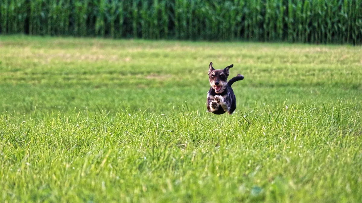 Why Does My Dog Get Zoomies After Pooping?