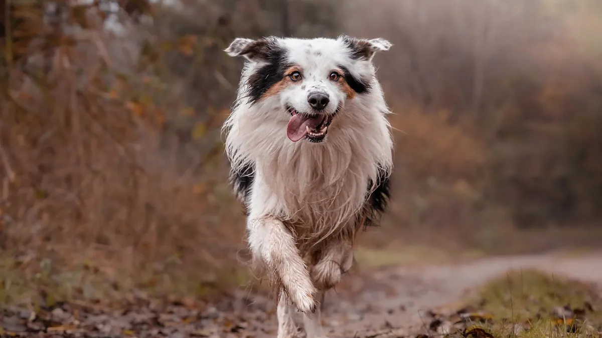 Why Does My Dog Get Zoomies After a Walk?