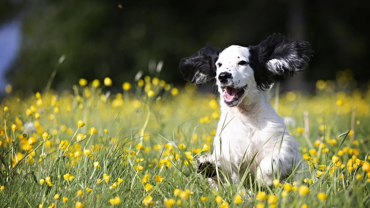 Are Dog Zoomies Good or Bad? What They Mean