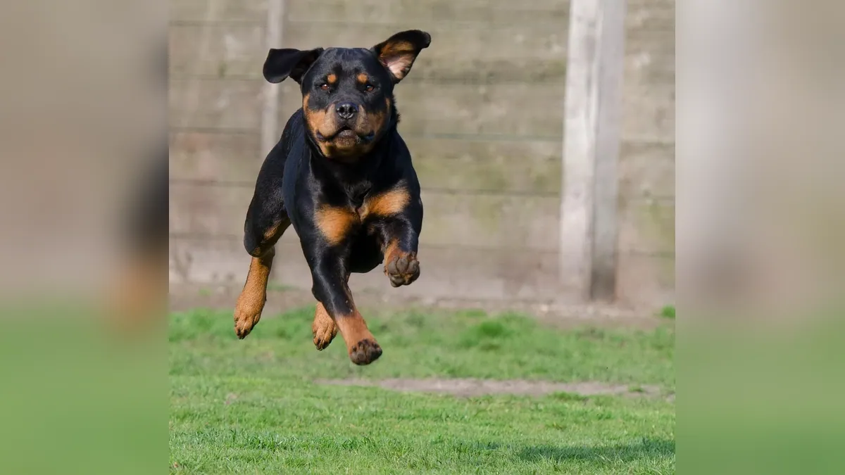 Dog Zoomies: How Long They Last and What They Mean