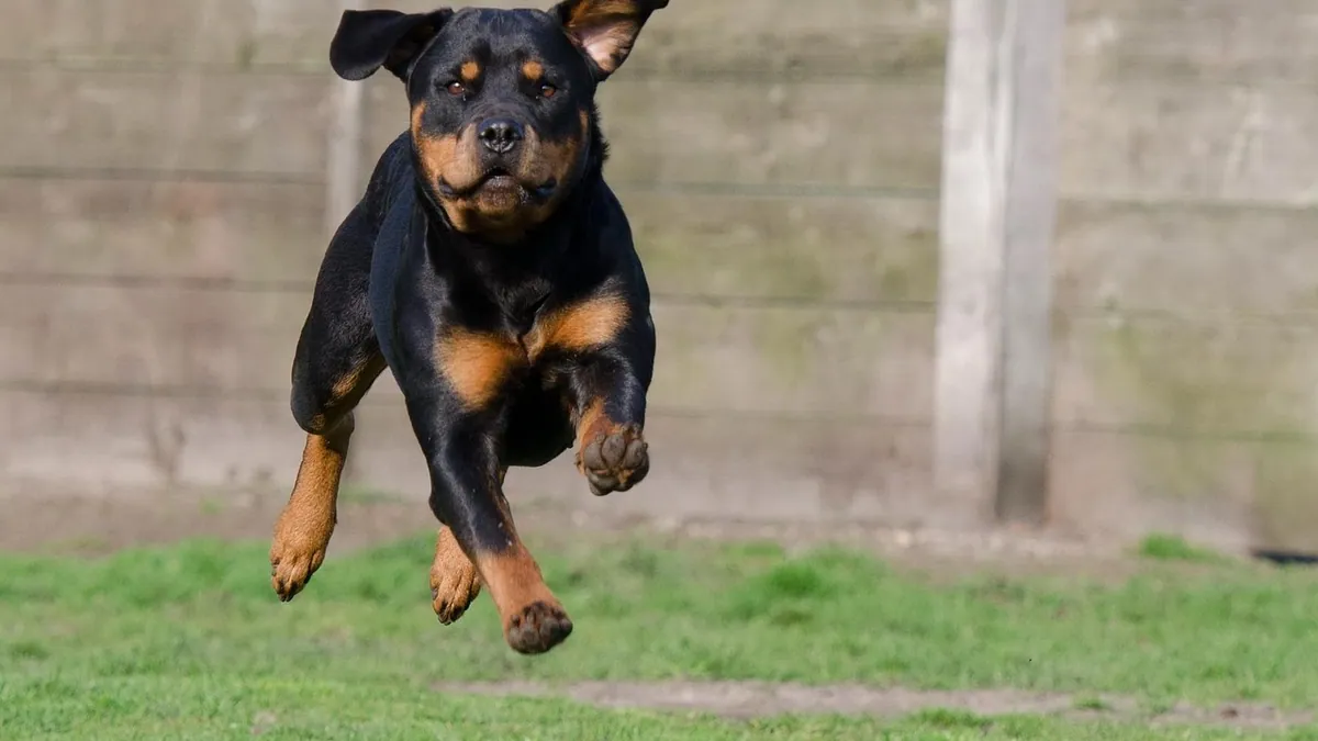 Dog Zoomies: Why They Happen and How to Manage Them