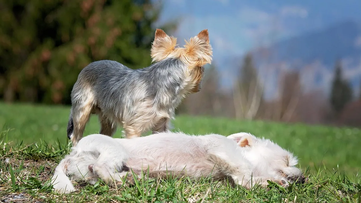 How Dogs Act When Another Dog Is Dying