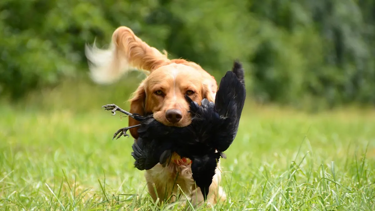 Are Dogs Allergic to Quail? Egg and Meat Allergy Basics