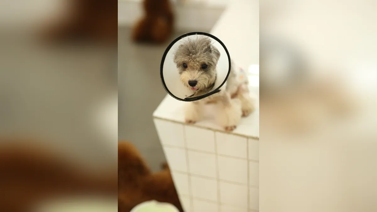 When Do Dogs Calm Down After Spay or Neutering?