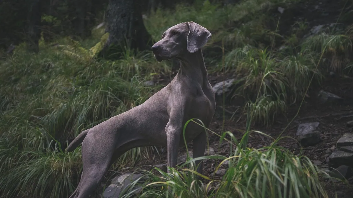 Are Dogs Just Domesticated Wolves? What the Science Says