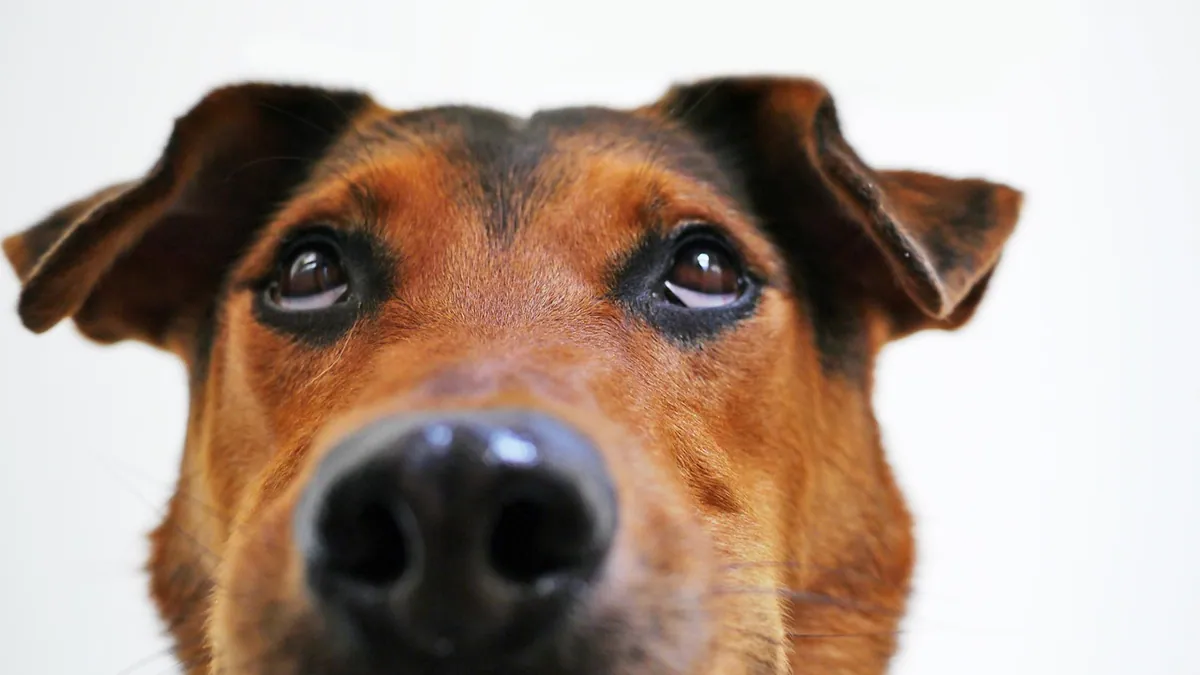 Can Dogs Eat Bagels With Cream Cheese or Butter?