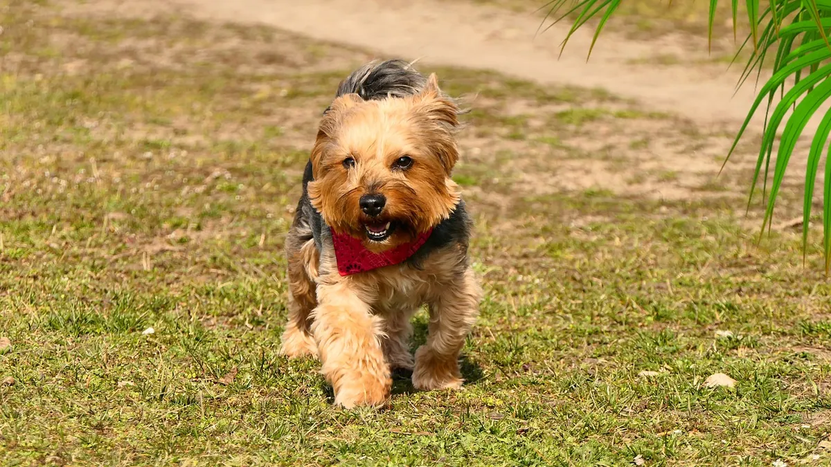 Can Dogs Eat Beet Greens, Leaves, and Juice?