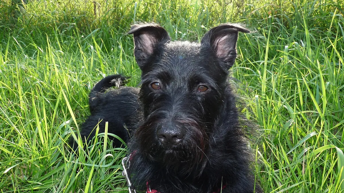 Can Dogs Eat Beets and Parsnips? Safe Vegetables Guide