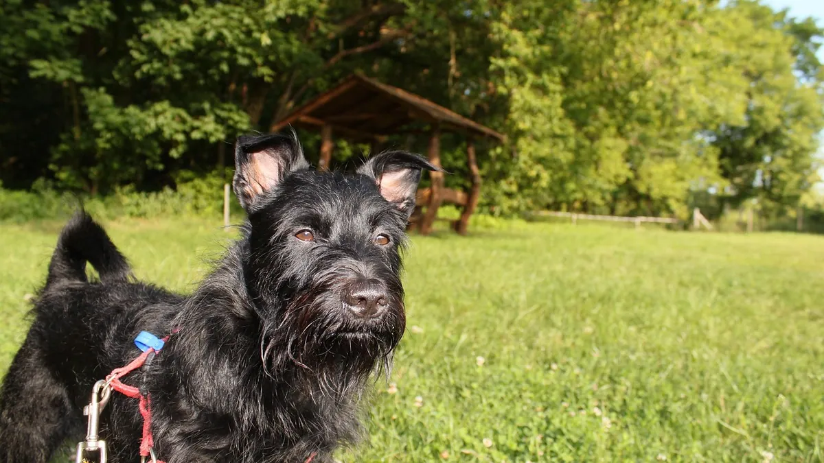 Can Dogs Eat Beets Raw or Cooked? Preparation Guide