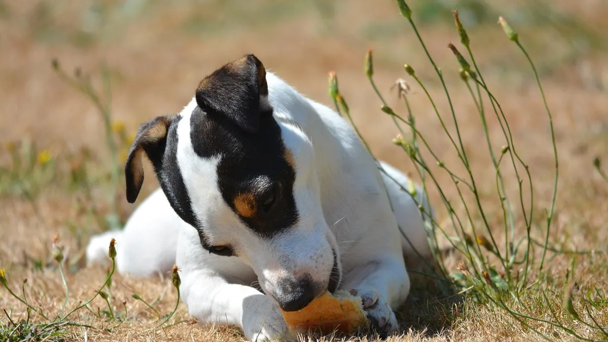 Can Dogs Eat Bread and Butter? Pickles, Peanut Butter, Cheese