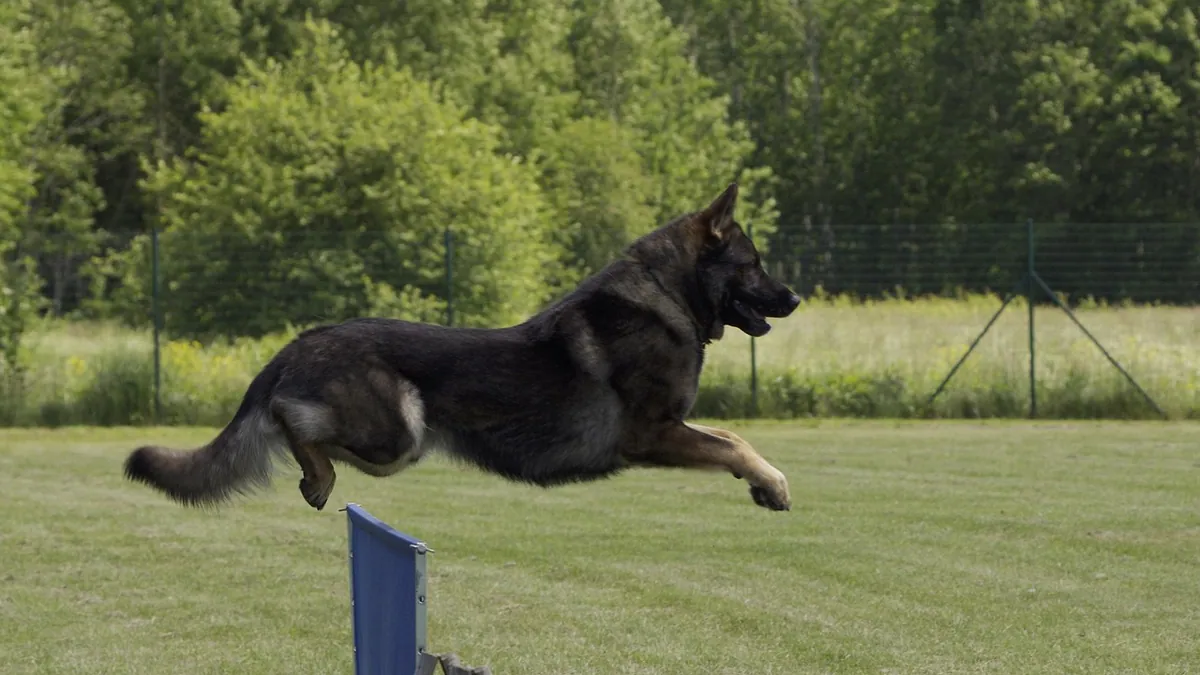 Is It Bad for Dogs to Jump Off Beds and Couches?