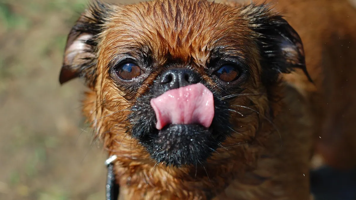 Can Dogs Lick Hydrocortisone Cream? Safety Guide