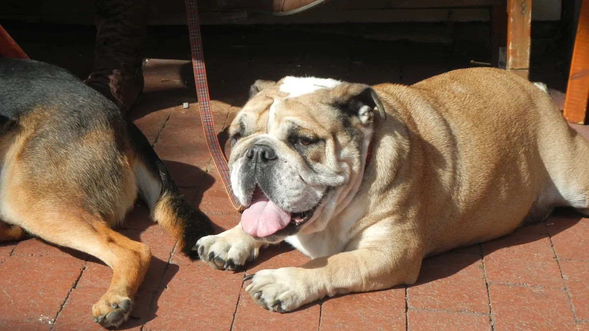 Dog Not Eating in Hot Weather: Causes and What to Do