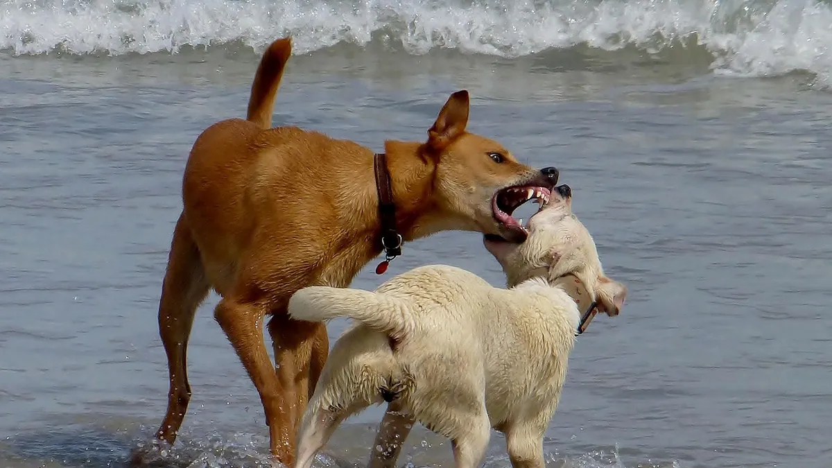 Is It Normal for Dogs to Bite Each Other When Playing?