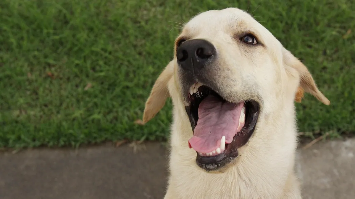 Dog's Quick Exposed: What to Do and How to Stop Bleeding