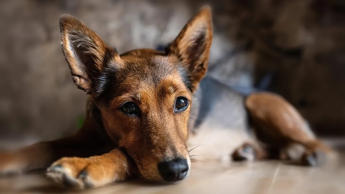 Can Dogs Run After Eating? Bloat Risk Explained