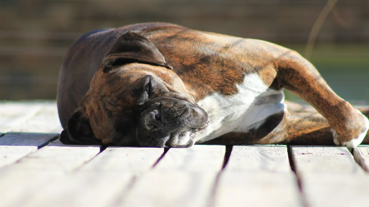 Is It Safe for Dogs to Sleep on Their Back?