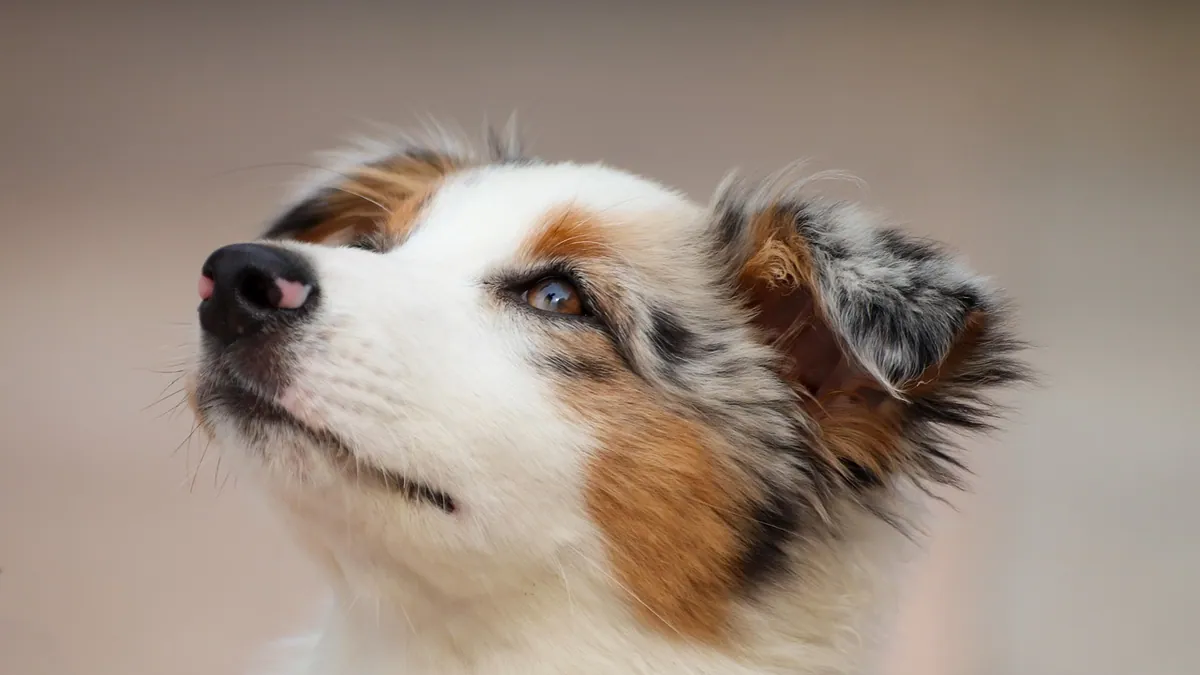 Can Dogs Smell Cancer? What Science Says About Detection