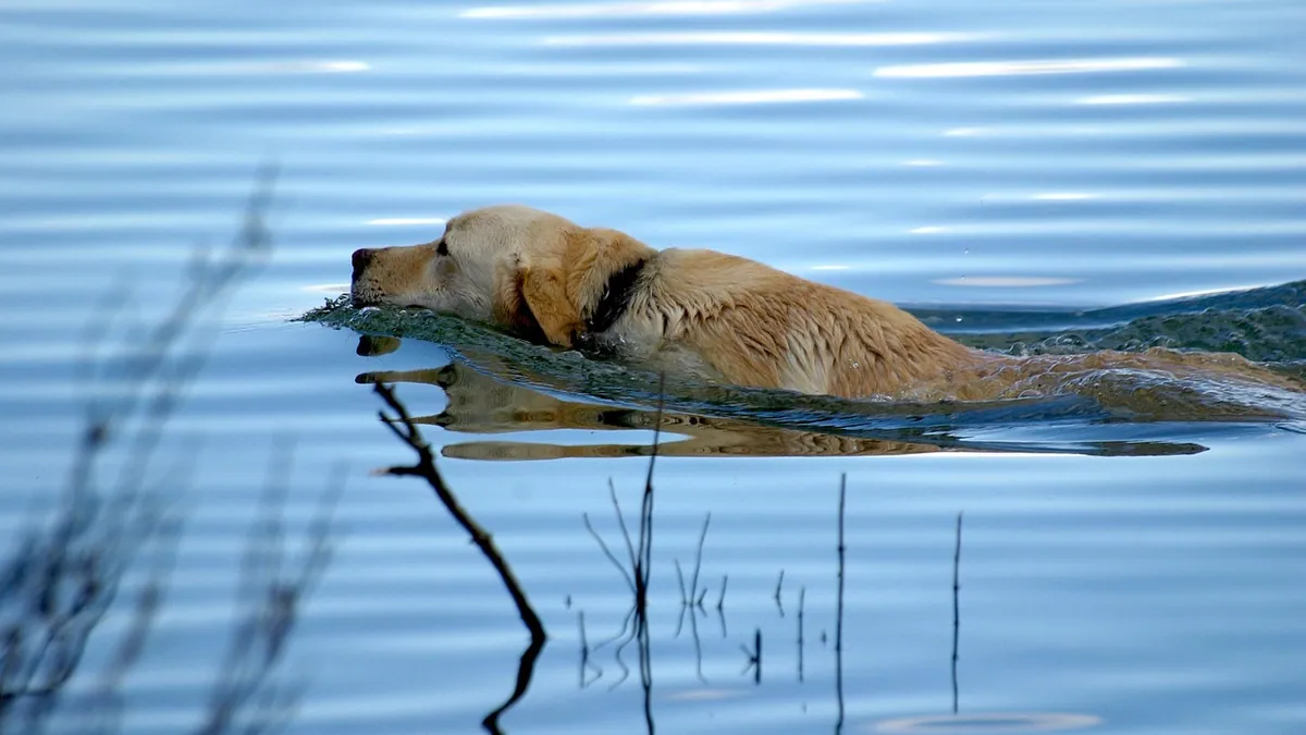 Is It Safe for Dogs to Swim in Lakes, Rivers, and Oceans?